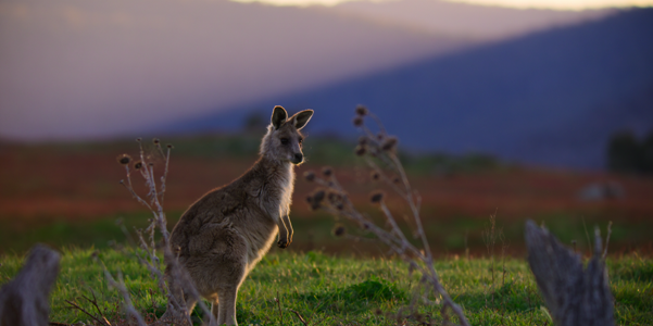 Kangaroo Valley