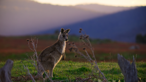 Kangaroo Valley